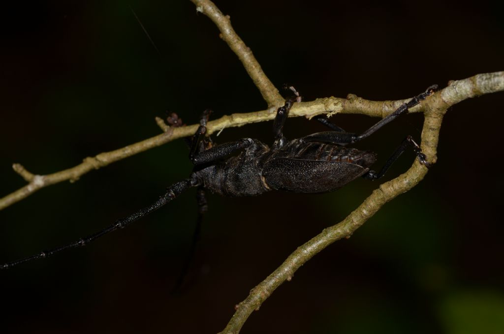 Cerambycidae: Morimus?  S, Morimus asper asper